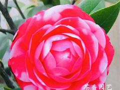 -Limestone 小酒馆(朝阳大悦城店)