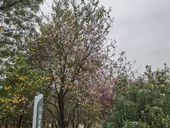 -风云岭森林公园