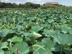 -荷塘月色湿地公园·向阳花洲