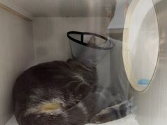 -博特宠物医院24h犬猫全科.骨科·异宠