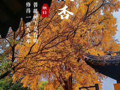 -苏州上方山国家森林公园