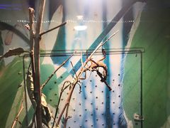 -上海大自然野生昆虫馆(东方明珠·爬宠昆虫探索中心)