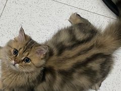 -瑞派康怡24h宠物医院·犬猫医疗中心·微创绝育(瑞景分院)