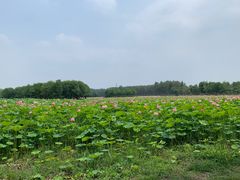 -东郊湿地公园