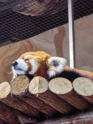 -Zoolung Zoolung动物主题公园(海信广场店)