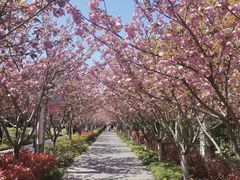-高东镇樱花园