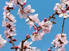 -中国中医科学院西苑医院(本部)