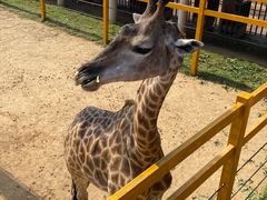 -西霞口神雕山野生动物世界