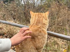 -康陵正德春饼宴26号