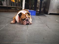 -顺德哥卜卜贝(旗舰店)