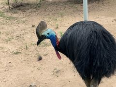 -西霞口神雕山野生动物世界
