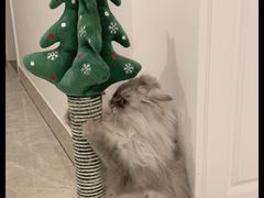 -老吴的猫·猫舍(新区店)