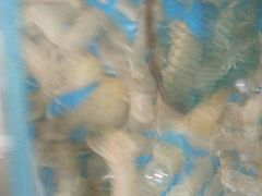 -宾朋海鲜特色美食餐厅·纯手工鲅鱼水饺(兴海路店)