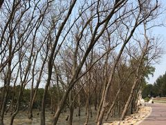 -宝安西湾红树林湿地公园