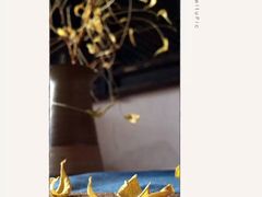 游乐设施-薰衣草NE庄园