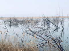 -野鸭湖国家湿地公园