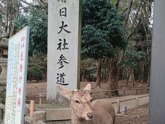-奈良公园
