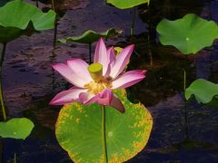 -野鸭湖国家湿地公园