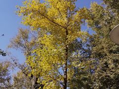 -长白岛森林公园