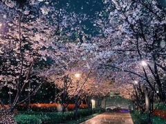 -武汉大学-樱园