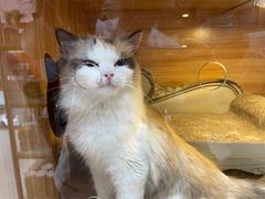 -喵百万·布偶·蓝金金渐层英短·猫舍(百子湾店)