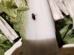 -和风食堂·日料·无界小火锅