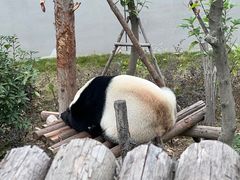 -成都大熊猫繁育研究基地