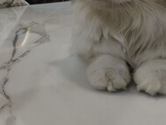 -喵园·猫主题咖啡厅·撸猫·猫咖(国贸店)