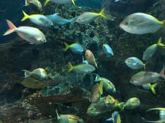 -上海海洋水族馆