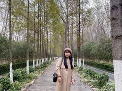 -合肥滨湖国家森林公园