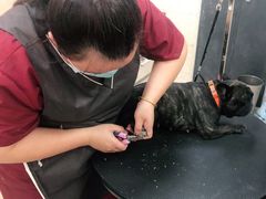 -美联众合动物医院·内科·皮肤科·外科(古城分院)