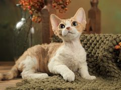 -momokira米努特·德文卷毛猫·棉花面纱犬