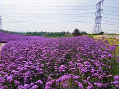 -紫颐香薰山谷景区