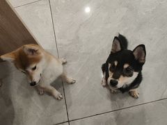 -柴犬小屋·柴餐厅·狗咖食堂(金鼎广场店)