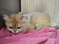 -宠颐生宠物医院·骨外科·犬猫全科诊疗中心(池州店)