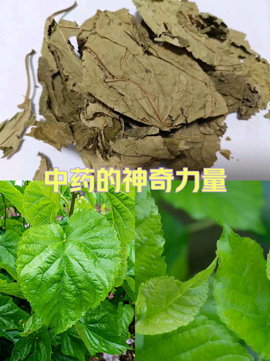 桑叶的药用功效