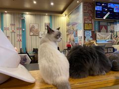 -猫小院猫主题咖啡厅(北锣店)