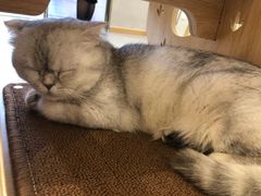 -飞行喵MR PILOT|猫舍·猫咖(静安大融城店)