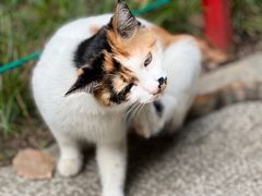 -西园寺