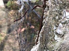 -马陆小张葡萄园农家乐