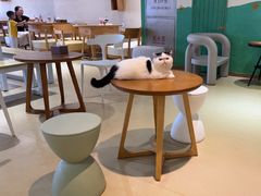 -藏猫猫咖啡主题馆(中央大道店)