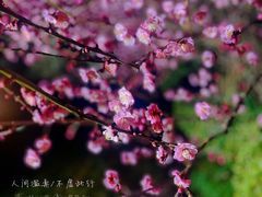 -上海怡沁园度假酒店