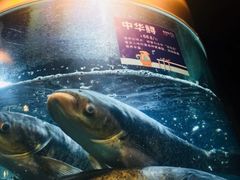 -香坝坝鲜鱼火锅(春熙路店)