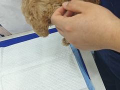 -博特宠物医院24h犬猫全科.骨科·异宠