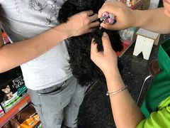 医生服务特别好，特别喜欢小动物，也很付责任，-瑞鹏宠物医院华南总院·夜诊·心脏科·骨科