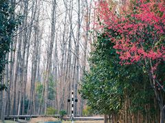 -合肥滨湖国家森林公园