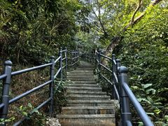 -银湖山郊野公园-相思林