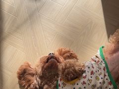 -翊宠yipet猫狗购宠庄园犬舍•猫舍