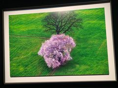 -罗红摄影艺术馆