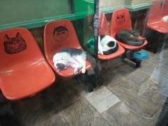 -猫咪博物馆(顶澳仔猫街店)